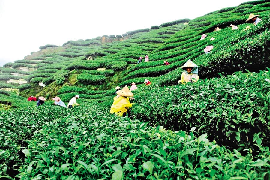 The Green Carpet of Sreemangal: Exploring Bangladesh’s Tea Capital